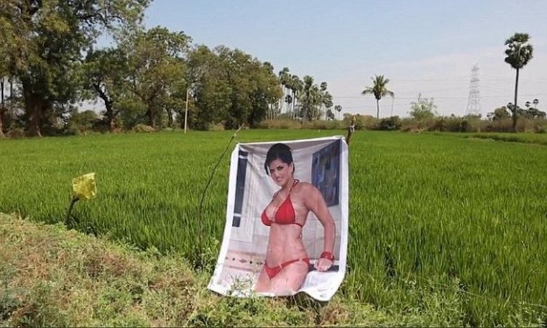 Индийская актриса помогла фермеру вырастить рекордный урожай капусты