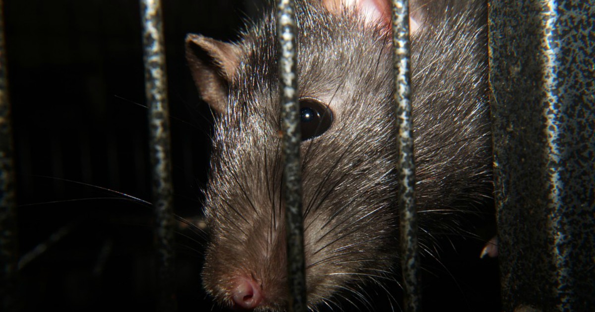 Невосприимчивые к ядам суперкрысы могут принести в Великобританию чуму