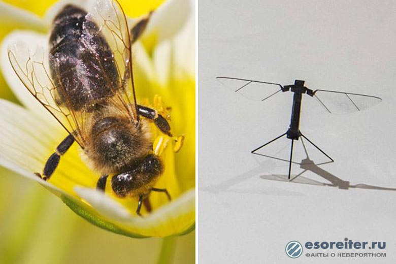 Ученые работают над созданием пчел-дронов