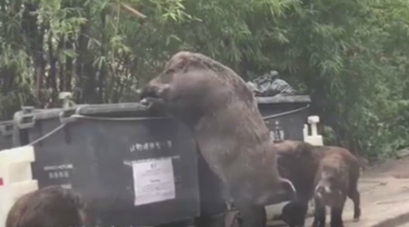 Огромный дикий кабан, рывшийся в мусоре возле школы, стал звездой YouTube