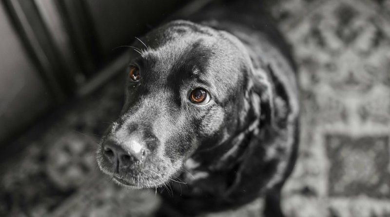 Владельцев собак предупреждают: Великобританию охватывает эпидемия Алабанской гнили