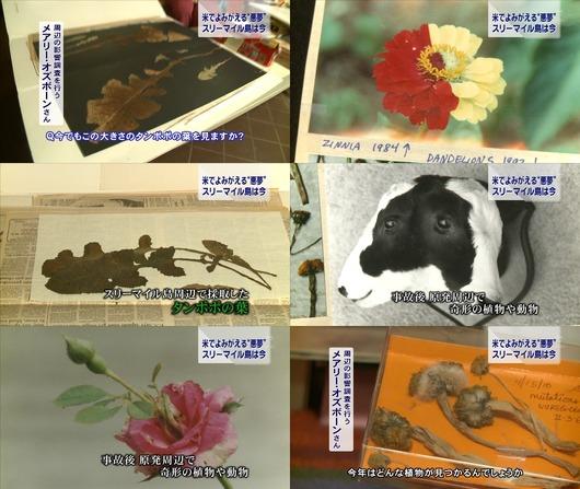 Мутанты “Фукусимы”: Последствия радиации изменили генетические коды растений и животных