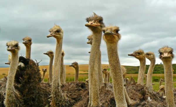 Ученые: Древние страусы были любителями грибов