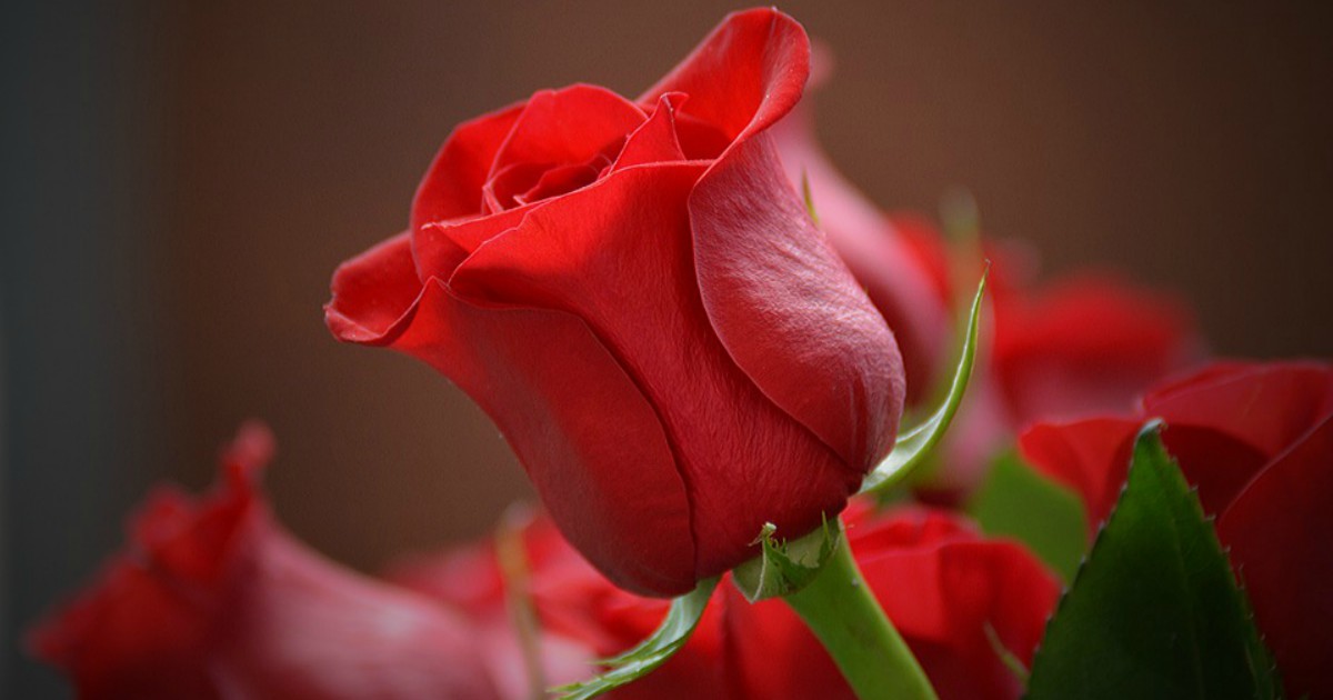 Самый романтичный день в году: все, чего вы не знали о Дне святого Валентина
