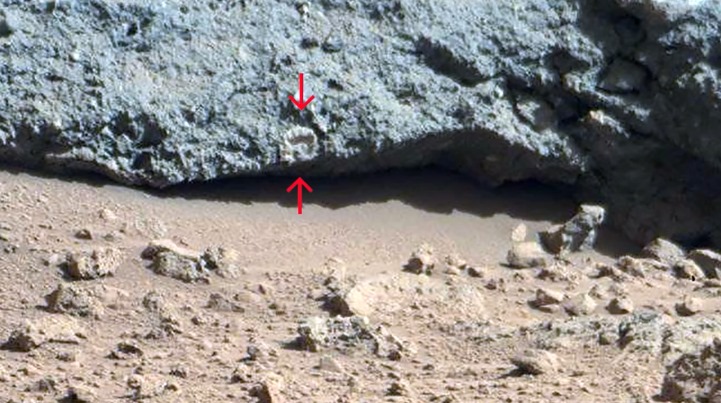 На новых фото с Марса прямо рядом с опорами марсохода видны объекты, похожие на морские раковины 