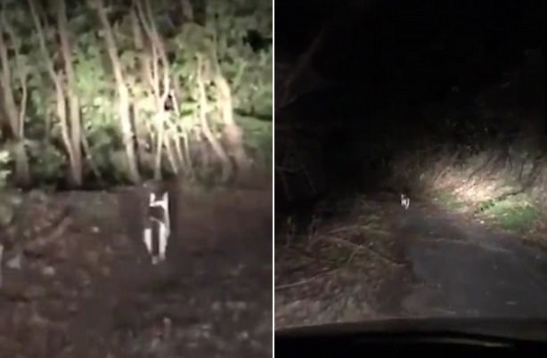 "Это был дух леса!": Заблудившихся японцев из леса вывел таинственно появившийся кот 