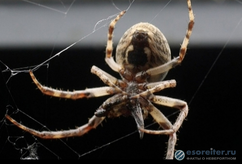 Ученые: боязнь пауков - эволюционный защитный механизм
