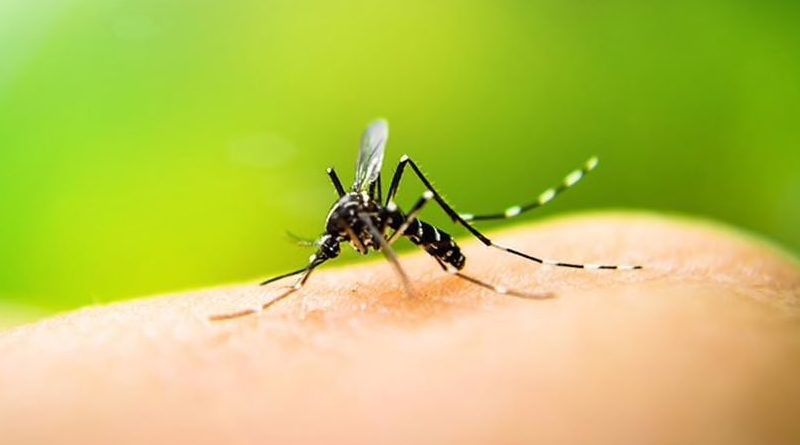 Филиппины охватил страх из-за вакцины от лихорадки денге