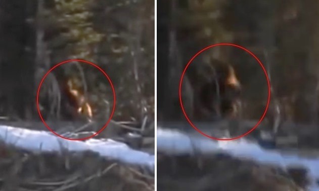 В Канаде сняли на видео огромного йети на опушке леса 