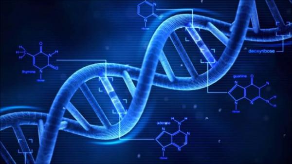 Эксперты представили в высоком разрешении структуру энзима, отвечающего за питание ДНК