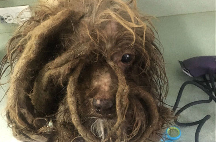 Дог Марли: ветеринары спасли собаку с дредами