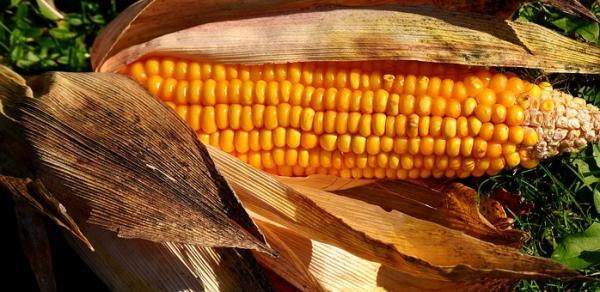 Ученые: Генетически модифицированная кукуруза полезна для здоровья