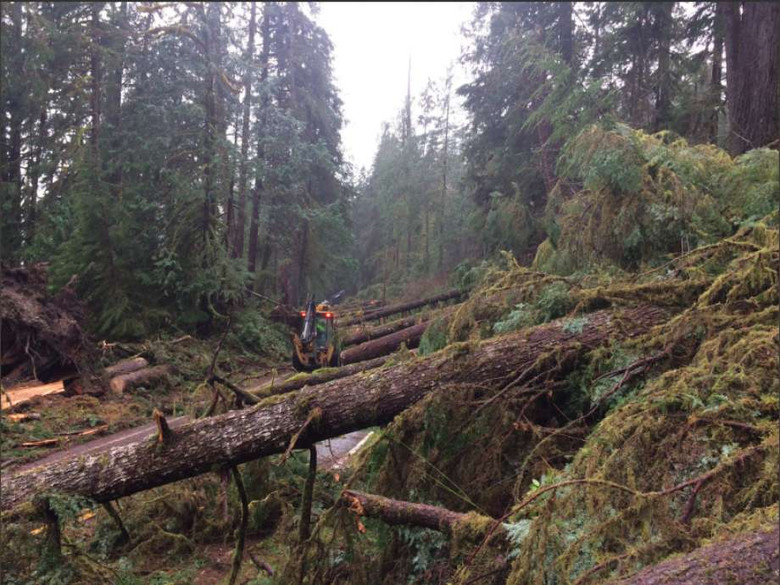 В штате Вашингтон загадочная сила повалила свыше ста крепких деревьев в парке 