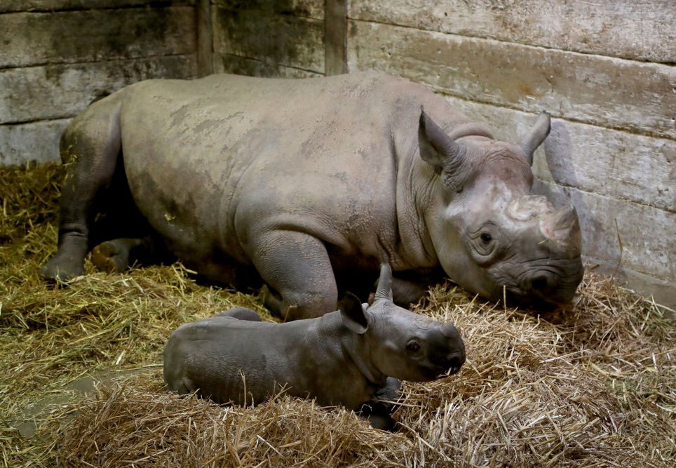 Видео: в Великобритании родился редкий черный носорог