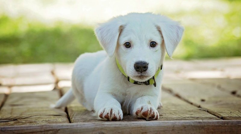 Владельцы собак требуют изменить законодательство о похищении домашних животных