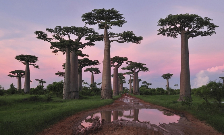 Самые необычные деревья в мире
