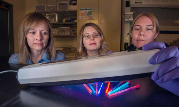 Ученые разработали новые наночастицы для отслеживания развития и лечения рака