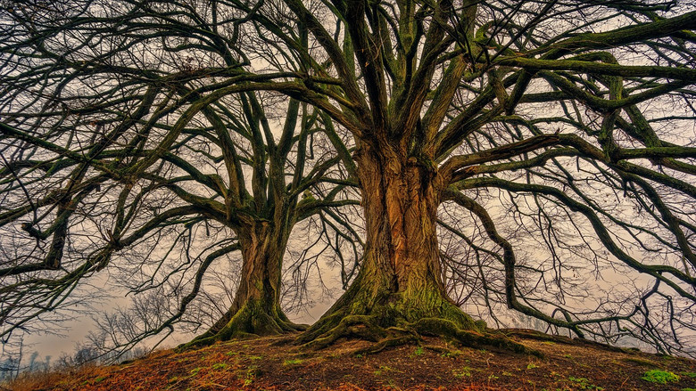 Древесный гороскоп друидов: У каждого есть свое дерево 