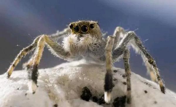Ученые: На вершине Эвереста обнаружен редкий вид гималайских пауков