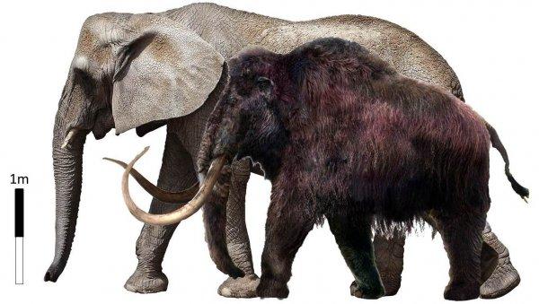 Генетики обнаружили факты скрещивания древних слонов и мамонтов