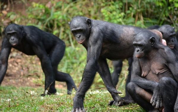 Ученые определили возможность общения шимпанзе и бонобо жестами