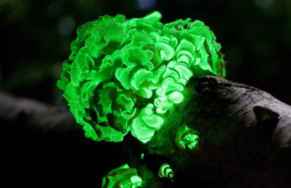 Ученые использовали свойства жуков-светлячков для исследования подопытных животных