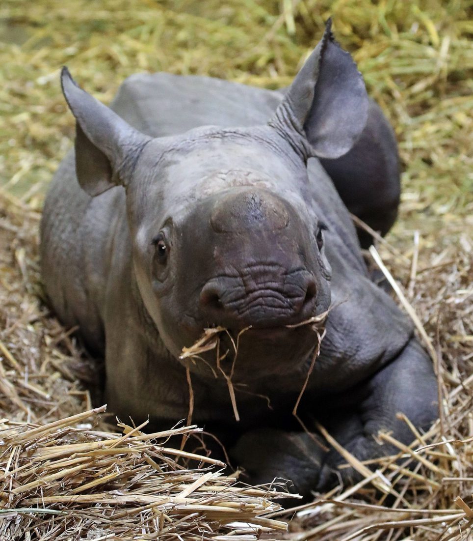 Видео: в Великобритании родился редкий черный носорог