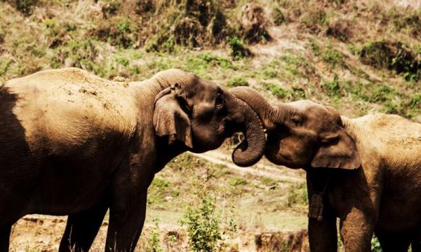 Ученые: Азиатские слоны имеют человеческие черты характера