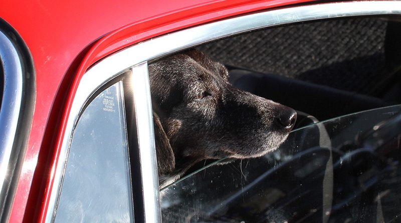 Ремень для собаки, жилет для пассажира — за что штрафуют туристов в Европе