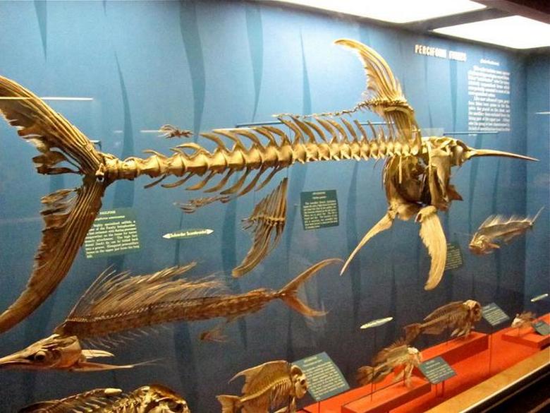 Рыба-меч – один из наиболее выносливых и быстроходных жителей океана