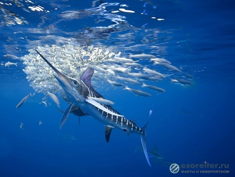 Рыба-меч – один из наиболее выносливых и быстроходных жителей океана