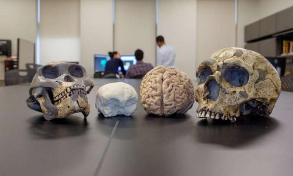 Ученые: Размер мозга предков человека постепенно эволюционировал более 3 миллионов лет