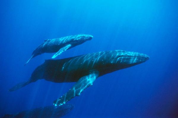 Начало конца: Находящиеся под угрозой исчезновения киты больше не размножаются
