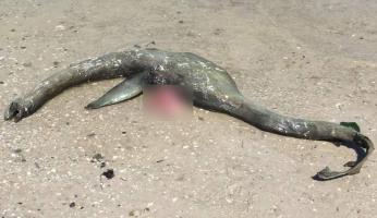 На пляже штата Джорджия были найдены останки собрата шотландского Несси