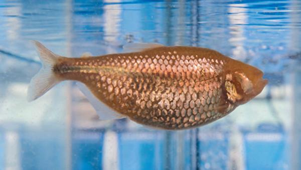 Ученые обнаружили необычных рыб-диабетиков в Мексике