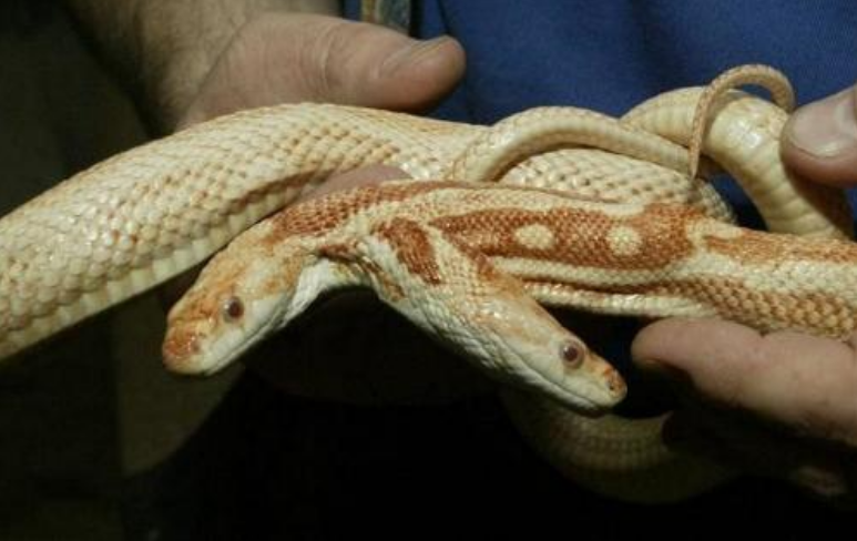 Фермер в США обнаружил новорожденную змею с двумя головами