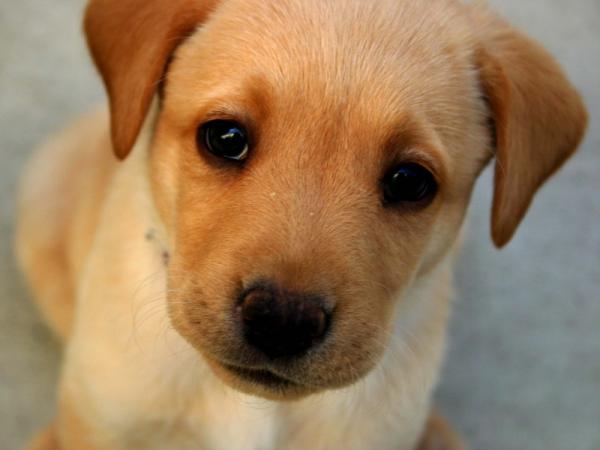 Ученые выяснили, что "детский" голос привлекает внимание собак