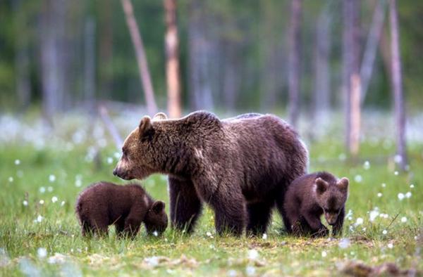 Норвежский закон о защите животных превратил медвежат в “маменькиных сынков” - Ученые