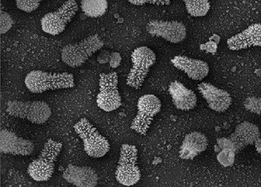 Ученые открыли существование нового вида гигантских вирусов паразитов