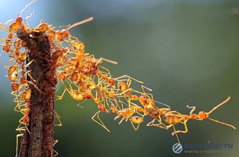 Ученые выяснили, каким образом муравьи преодолевают воздушные преграды