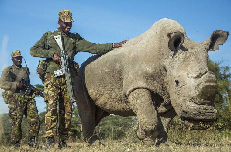 Последний самец белого носорога умер в Кении