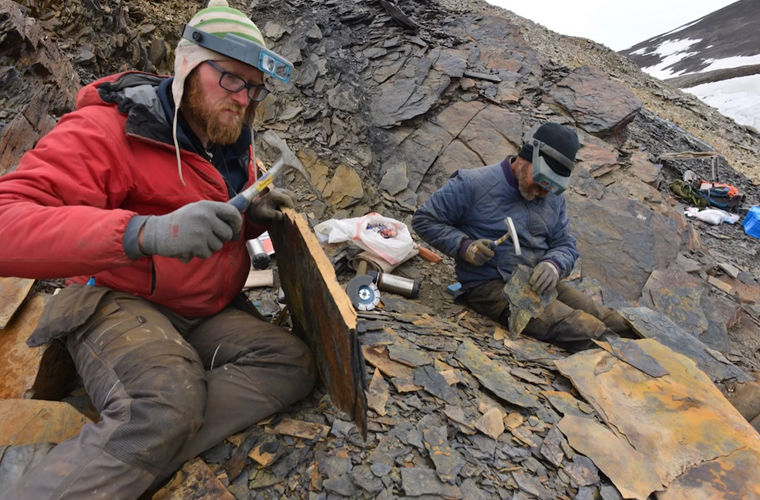 В Гренландии нашли окаменевший мозг «морского монстра»