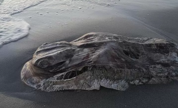 На пляже в Австралии прохожие обнаружили гигантскую 150-килограммовую рыбу