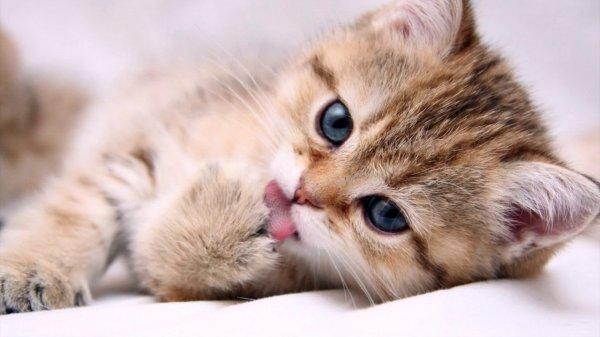 Ученые: Мурчание котов может залечить человеческие раны
