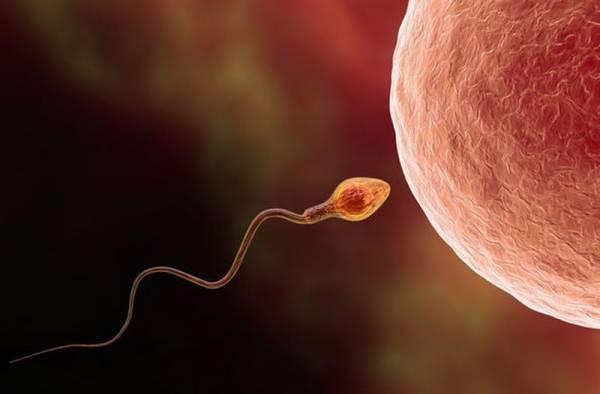 Ученые: Низкое число сперматозоидов может указывать на проблемы со здоровьем у мужчин