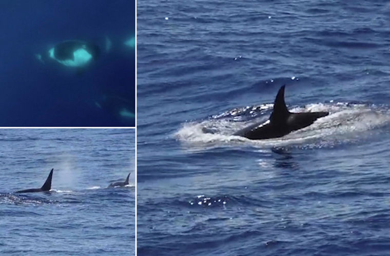 Редкий вид китов-убийц впервые заснят под водой