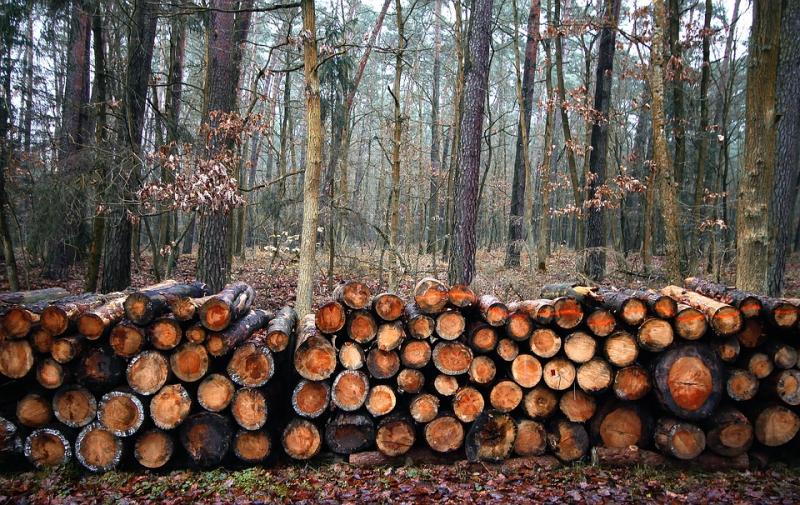 Учёные разработали ДНК-тест для выявления незаконно вырубленных деревьев