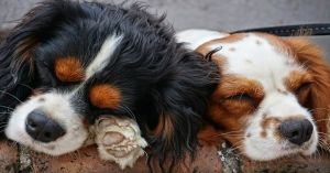 Микрочипы для собак: какой штраф ждет хозяина за отсутствие чипа и где провести процедуру бесплатно