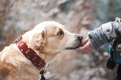 Ученые определили, как правильно разговаривать с собаками