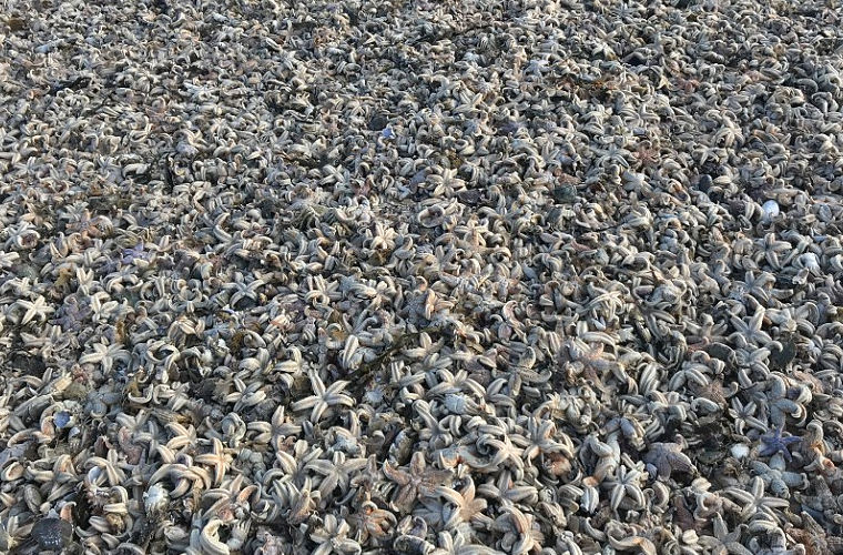 Десятки тысяч морских звезд вынесло на пляж в Британии